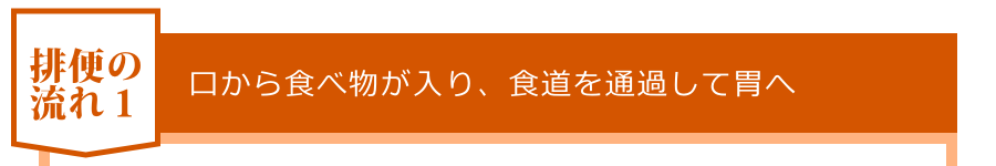 口から食べ物が入り、食道を通過して胃へ