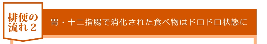 胃・十二指腸で消化された食べ物はドロドロ状態に