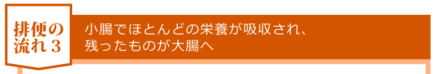 小腸でほとんどの栄養が吸収され、残ったものが大腸へ