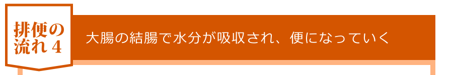大腸の結腸で水分が吸収され、便になっていく
