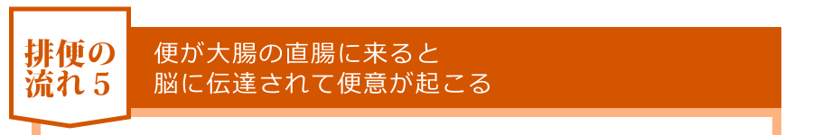 便が大腸の直腸に来ると脳に伝達されて便意が起こる
