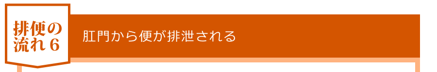 肛門から便が排泄される